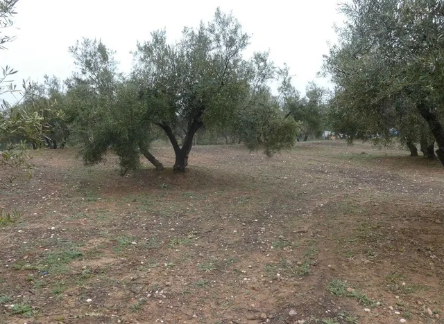 Finca rústica en Peligros – Ideal inversión o explotación agrícola — 28