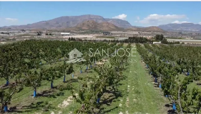 SE VENDE ARBOLES FRUTALES DE CEREZAS EN PLENA PRODUCIÓN — 7
