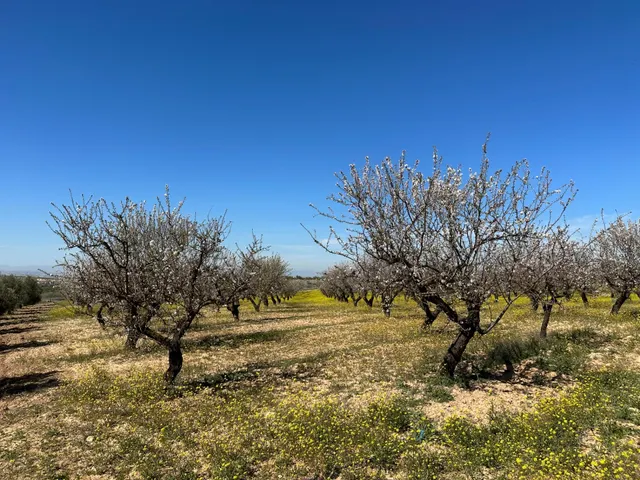 VENTA DE FINCA RUSTICA DE 6,5 HECTAREAS DE ALMENDROS Y ALGUNOS OLIVOS EN DILAR — 7