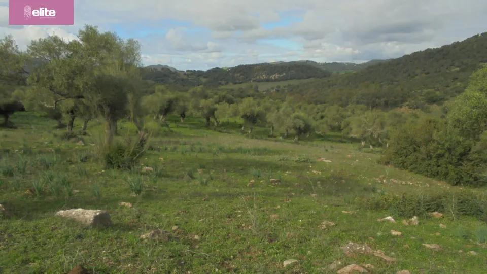 MAGNIFICA DEHESA PROXIMA A JEREZ DE LA FRONTERA