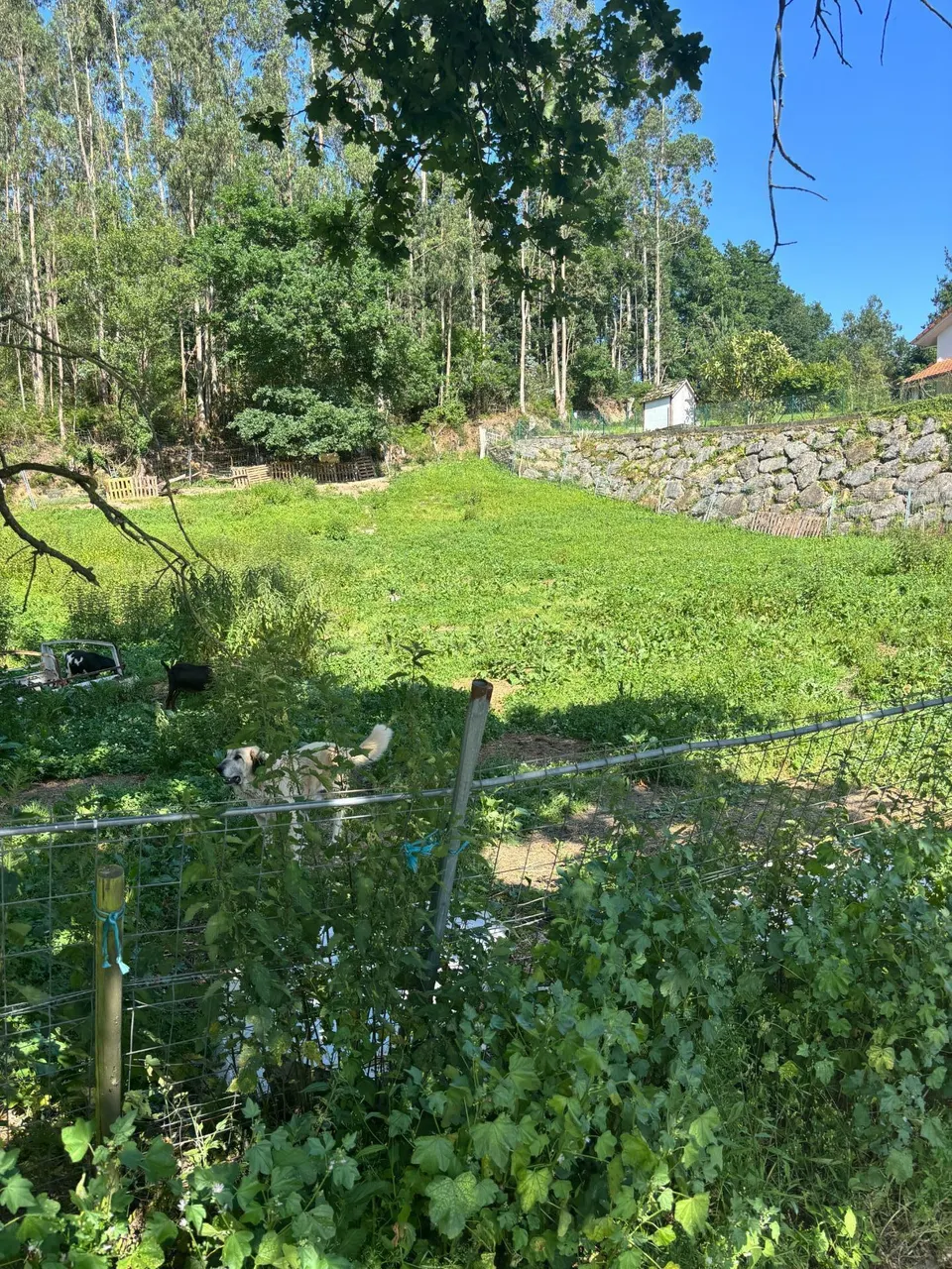 Terreno rustico con posibilidad de construir