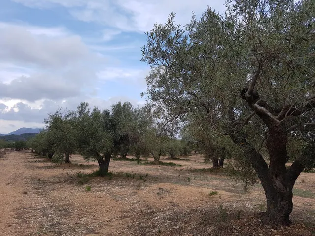 Finca Rústica de 6,5 hectáreas, plana, con casa de campo de 150 M2 — 22