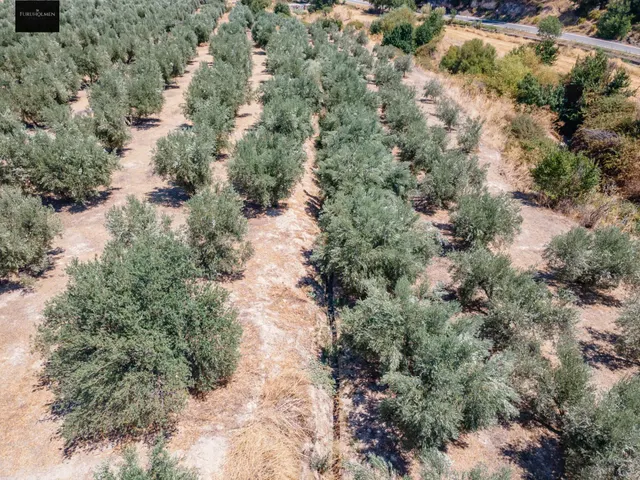 GRAN OPORTUNIDAD !!!! OLIVAR EN VENTA..... — 21