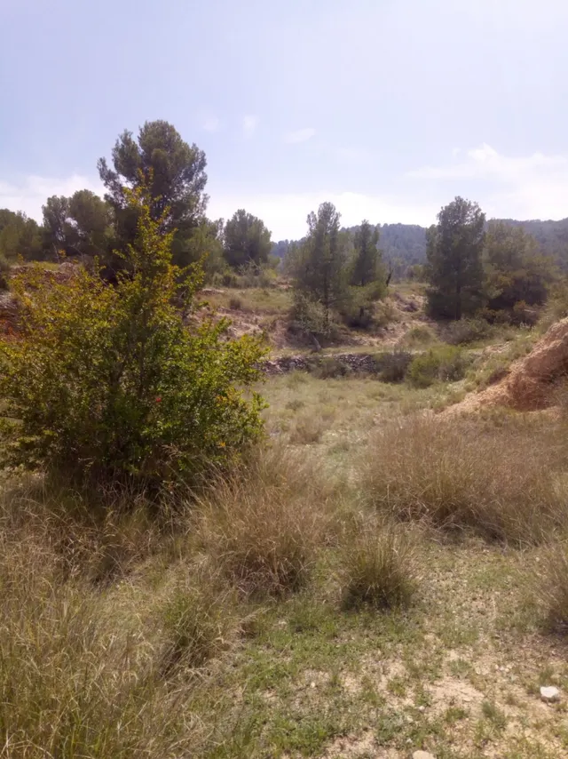 TERRENO EN MONOVAR — 3