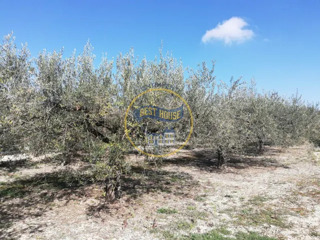 TERRENO AGRICOLA EN ONTINYENT — 6