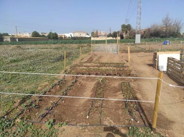 HUERTOS URBANOS EN ALAQUÀS - foto 5