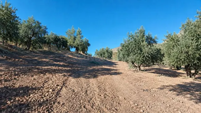 Terreno Rural en Cabra con Oportunidades Agrícolas — 2