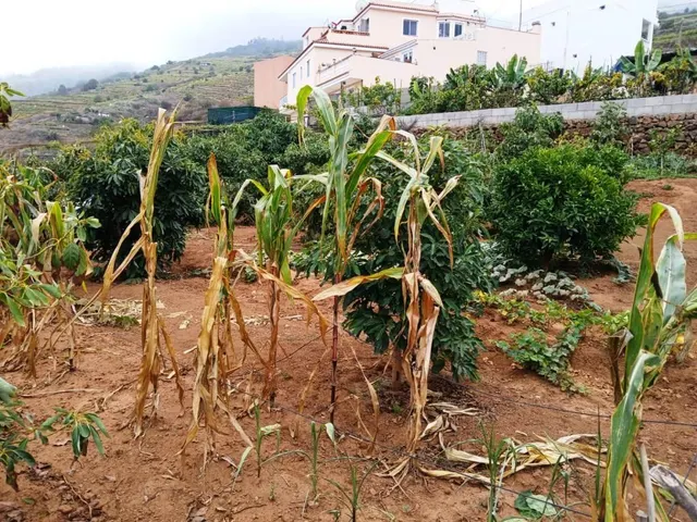 Terreno rural en La Corujera, Santa Úrsula — 14