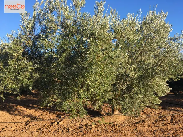 FINCA EN PRODUCCION Y 2 VIVIENDAS - foto 3