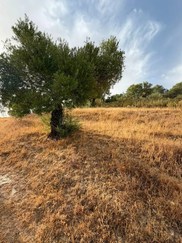 Terreno Rústico de 35 fanegas en FINCA LA SERENA! — 22
