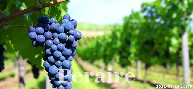 BODEGA CON VIÑEDOS, 25 HECTÁREAS — 12