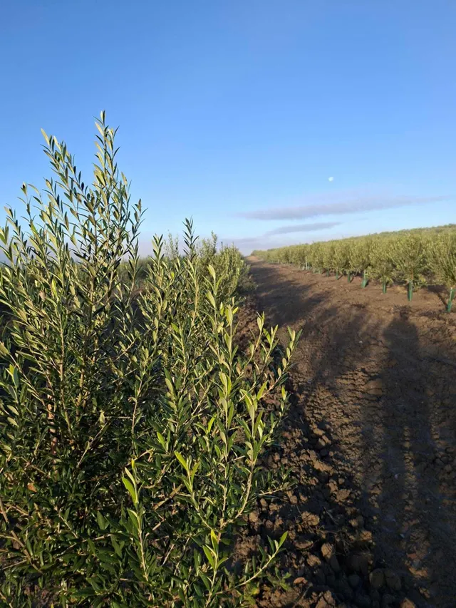 CORTIJO EXPLOTACION AGRARIA Y OLIVAR EN PRODUCCION FRENTE A LA BARROSA — 8