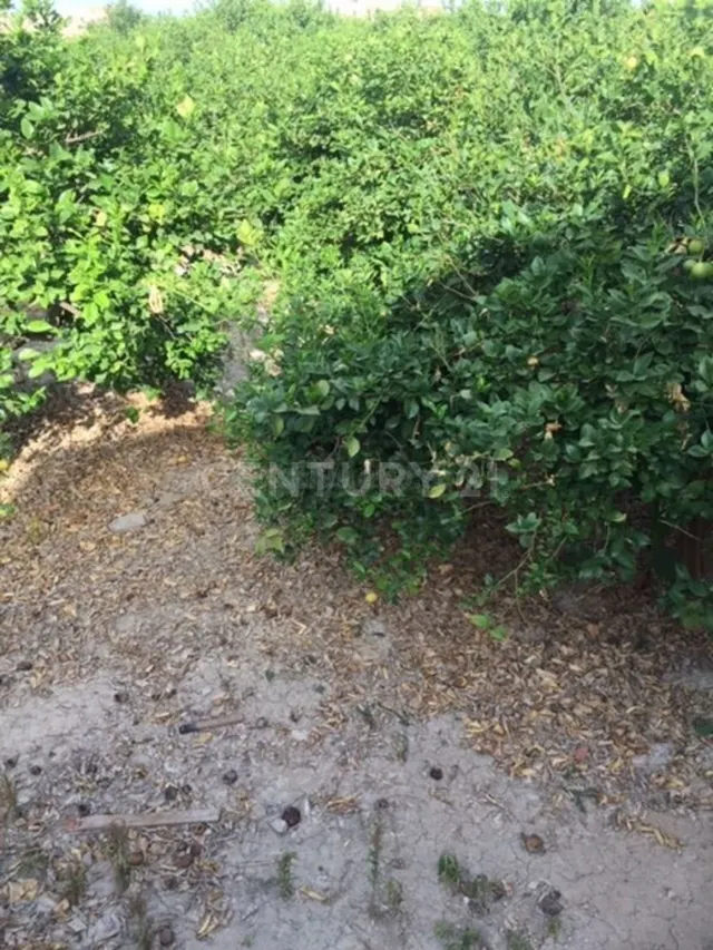 Terreno rural en venta - Aledo - foto 4