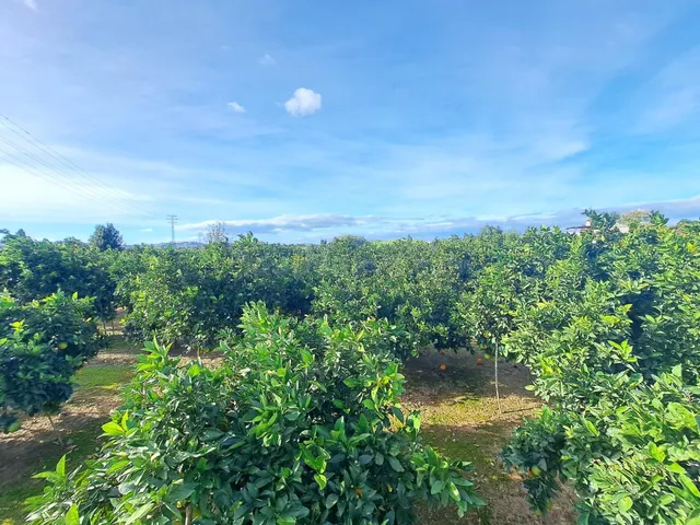 CAMPO DE NARANJOS EN PRODUCCIÓN — 5