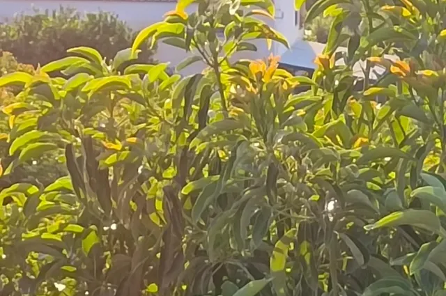 Fincas de Regadío en ÁLORA - foto 4