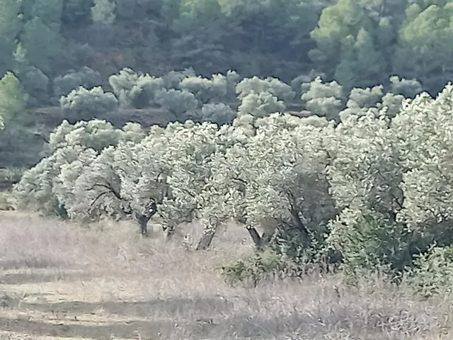 OPORTUNIDAD GRAN FINCA AGRICOLA CON COSTRUCCION DE 200 M2 PA - foto 4