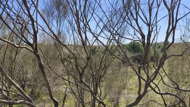 TERRENO EN COTO DE CAZA MENOR – CARRANQUE / EL VISO DE SAN J - foto 4