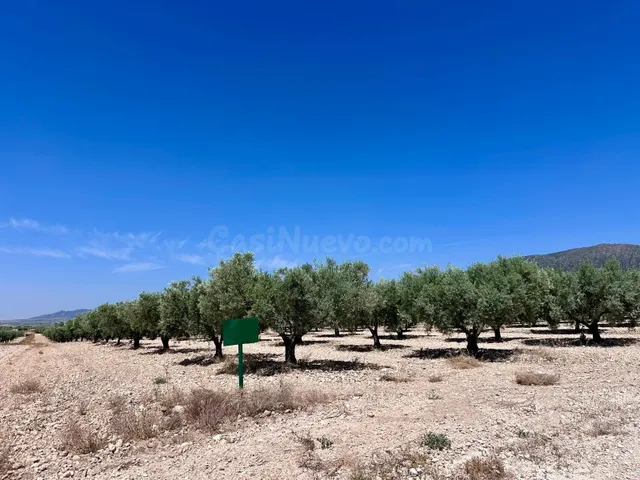 Olivar de 48.000 m² en venta cerca de Monóvar, Canyades d'en - foto 4