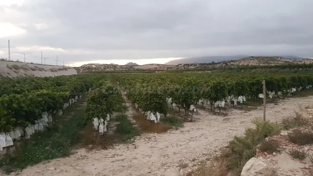 SE VENDE PARCELA EN PRODUCCION DE VIÑEDOS DE LA VARIEDAD ALE - foto 4