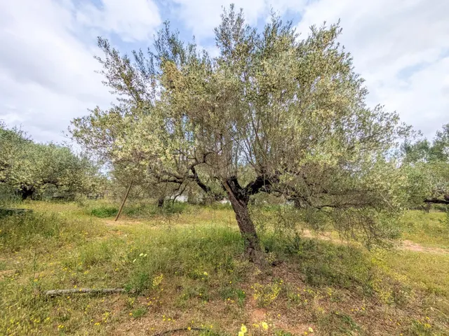 RUSTICO EN VENTA IDEAL PARA FINES DE SEMANA - foto 2