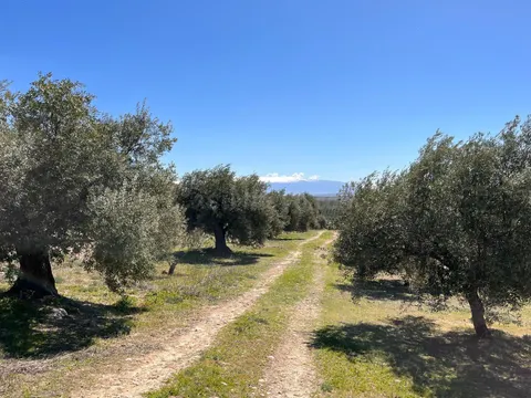 Finca de olivos de 7.770 m2 en plena producción, edificable 77m2