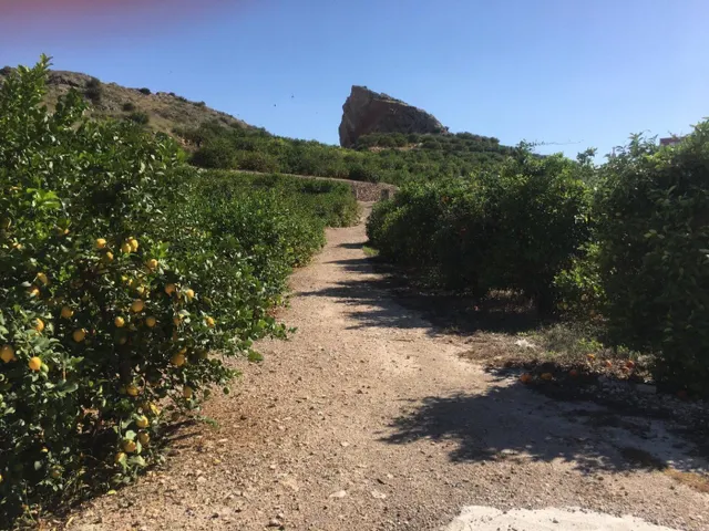 SE VENDE TERRENO PLANTADO DE LIMONEROS — 10