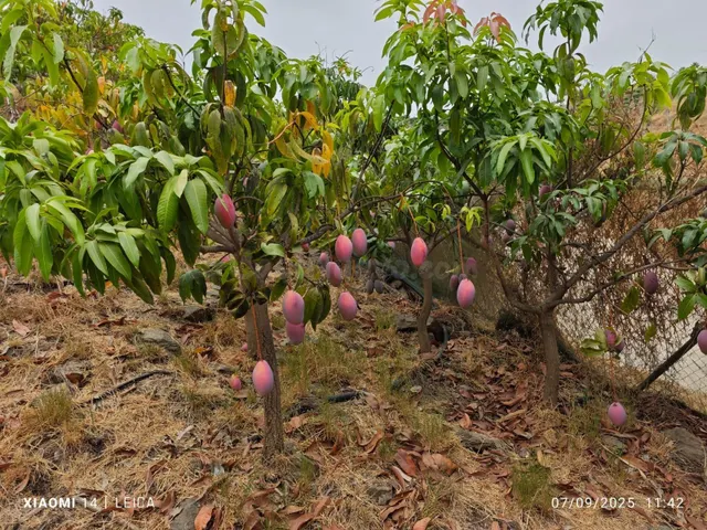 FINCA DE MANGOS EN CANILLAS DE ACEITUNO - foto 4