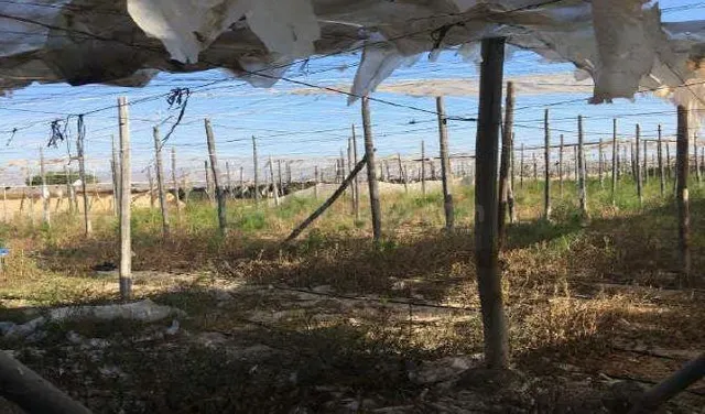 Venta de suelo rústico zona "Lg Las Palmeras" en Níjar - Alm - foto 5