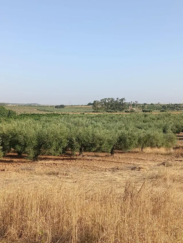 Terreno rural en venta - Centro - foto 3