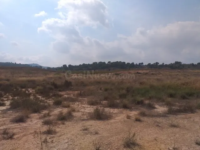 SE VENDE PARCELA EN JUMILLA - foto 4