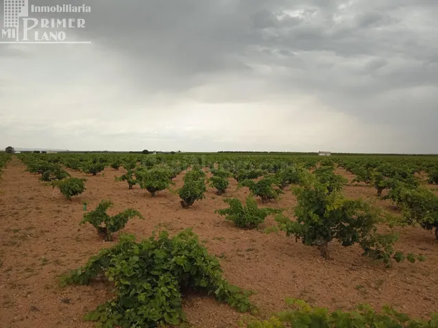 Se venden 1,5 hectareas de viña de secano junto a la carrete - foto 4
