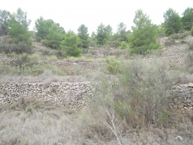 TERRENO RÚSTICO EN LA ZONA DE LA ZAFRA DE MONÓVAR — 9