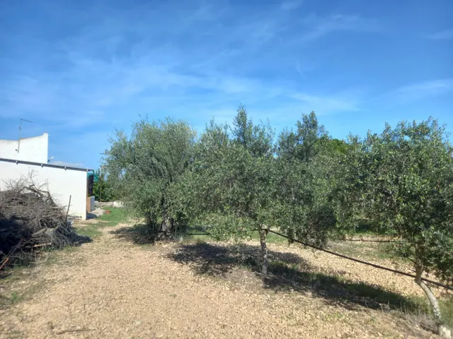 OCASION FINCA RUSTICA DE REGADIO CON VIVIENDA A 1,5 kM. DE MORA D´EBRE — 25