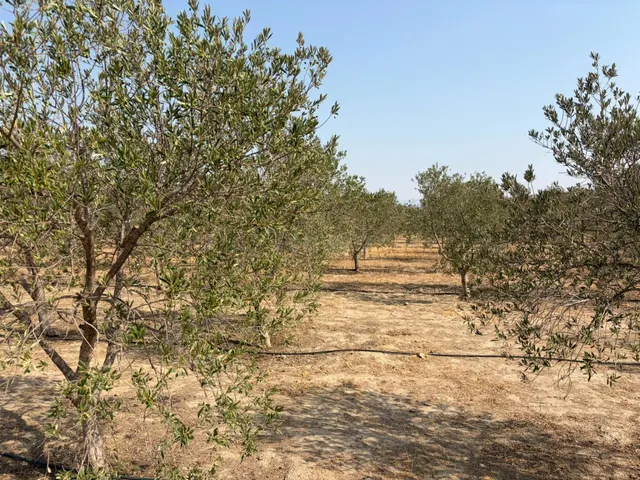 SANTA FE DE MONDÚJAR (ALMERÍA) Finca de regadío en producció