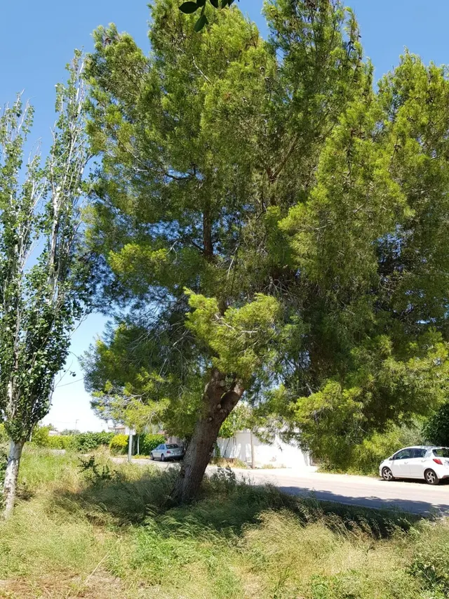 ESTUPENDA PARCELA DE 1800M EN ZONA DE LOS RAMOS/TORREAGUERA - foto 3