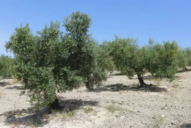Olivar marteño a 1 pie — 6