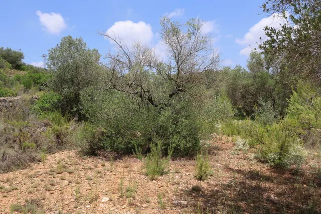 MASIA RUSTICA EN DOS HECTAREAS DE TERRENO ZONA POU DE BECA — 37
