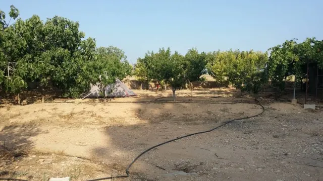 CAMPO DE NARANJOS CON CHALET — 3