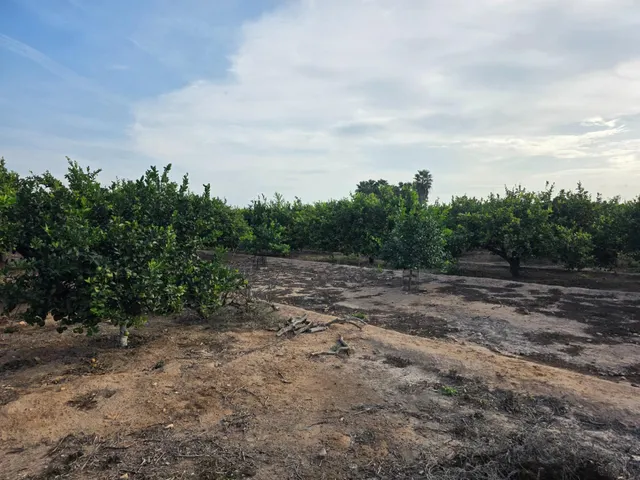 Espectacular finca rústica con proyecto de construcción y licencia en Los Montesinos — 32