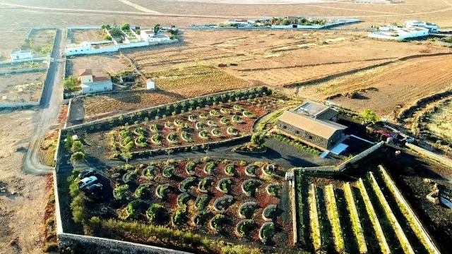 Finca de Lujo con Viñedo, Bodega Subterránea y Vistas Panorámicas al Atlántico — Fuerteventura — 3