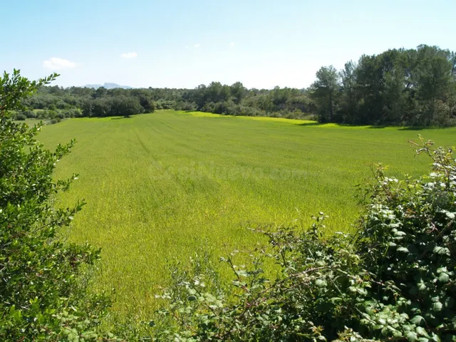 Terreno rural para construir en Santa Margalida, Mallorca - foto 5