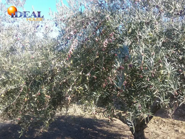 OLIVAR EN LA ZUBIA DE 3.597 M2 — 7
