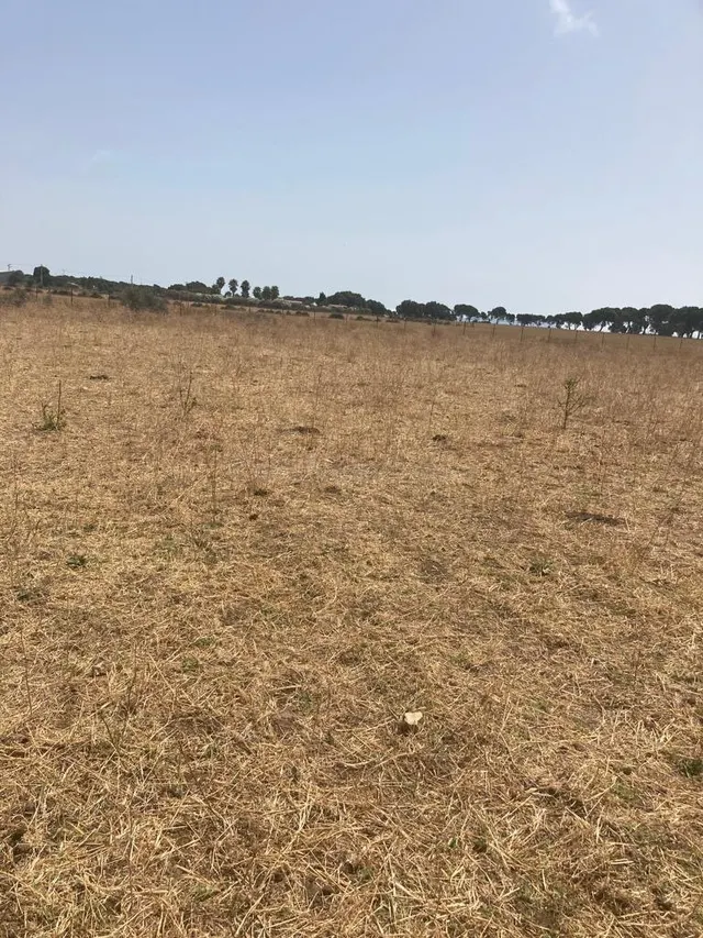 TERRENO RUSTICO EN BARBATE - foto 3