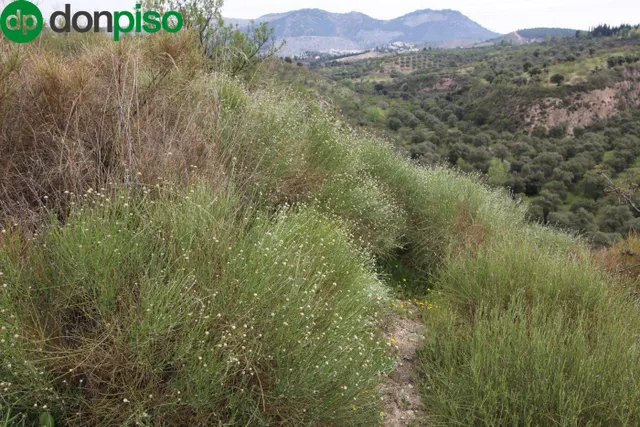 FINCA EN CORTIJO SAN JERÓNIMO (BARTODANO) — 41