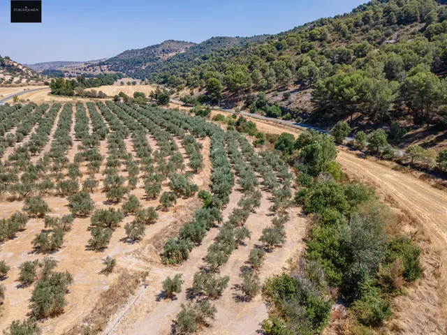 GRAN OPORTUNIDAD !!!! OLIVAR EN VENTA..... — 17