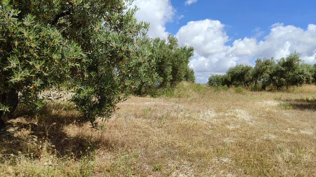 Venta de casa de campo y olivar — 9