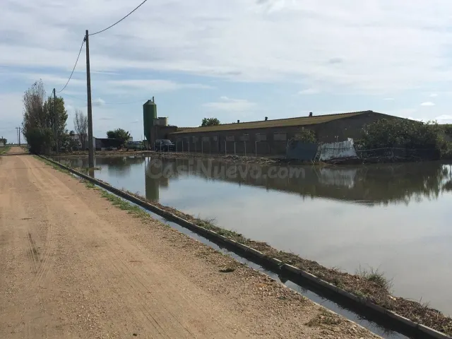 GRANJA AVICOLA,CASA Y ARROZAL EN VENTA!!! - foto 4
