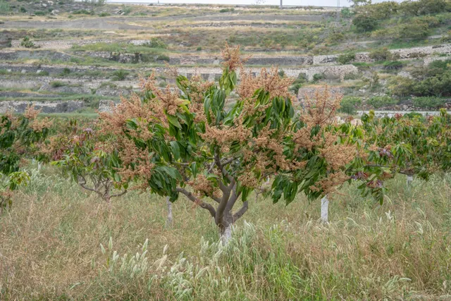 Finca con unas vistas de ensueño en Salobreña — 18