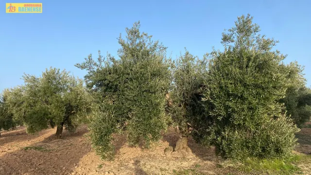 Olivar intensivo con buen acceso — 6