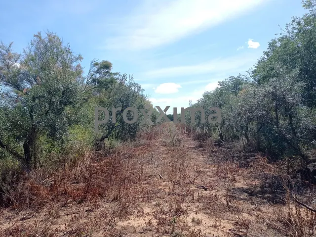 OLIVAR EN PRODUCCIÓN CON POSIBILIDAD DE CONSTRUIR VIVIENDA — 2